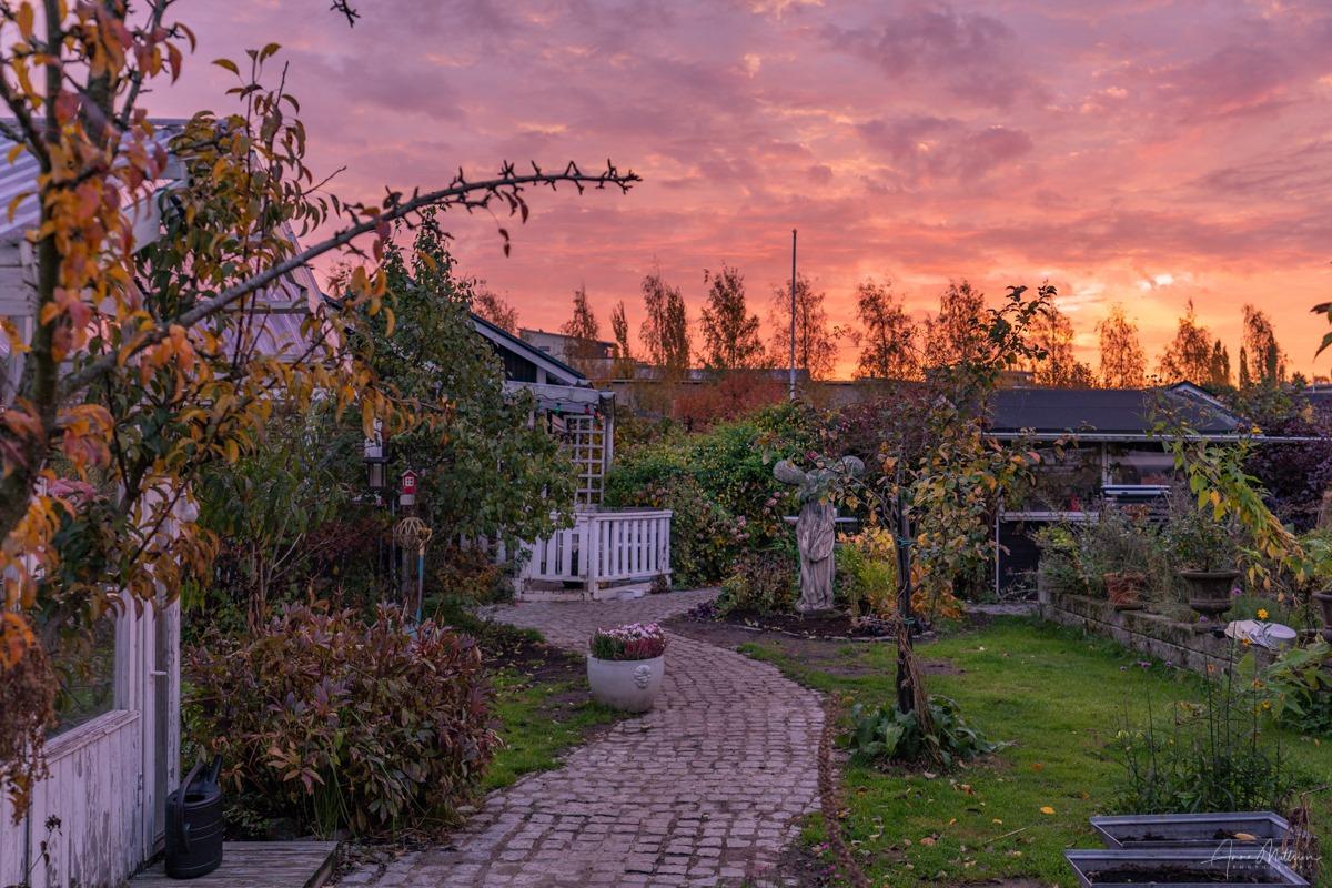 Kuva Marjaniemen siirtolapuutarhasta. Kuva: Anne Mattsson